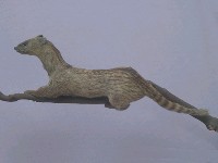 Small Chinese Civet Collection Image, Figure 3, Total 11 Figures